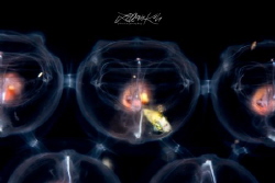 T R A P P E D
Butterfish larvae in salp colony by Lilian Koh 